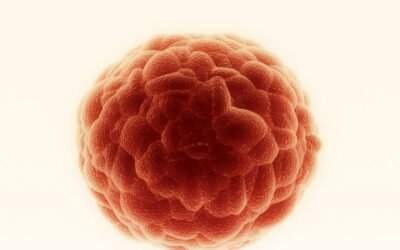 No Alimentes al Cáncer