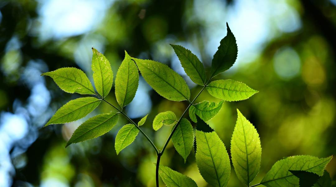 La Complejidad de la Naturaleza