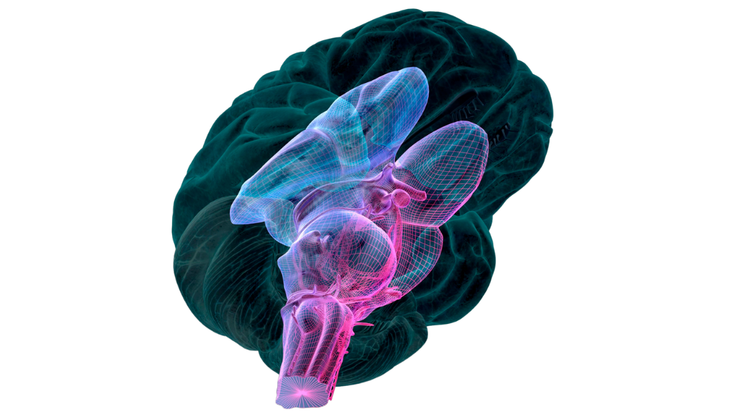 La Importancia de Gestionar Nuestro Cerebro Reptiliano
La Importancia de Gestionar Nuestro Cerebro Reptiliano