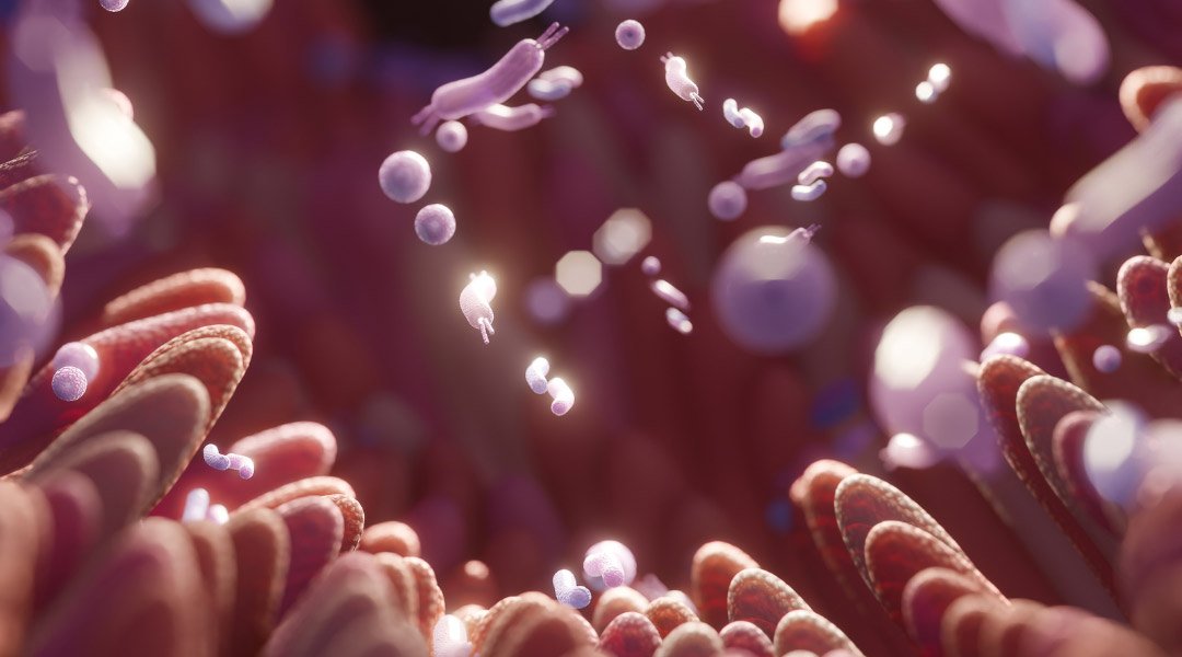 ¿Qué es el Intestino Permeable? ¿Qué es el Intestino Permeable?