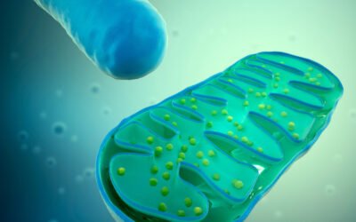 ¿Sabías que la causa primaria de la hipertensión esencial es el daño a las mitocondrias?