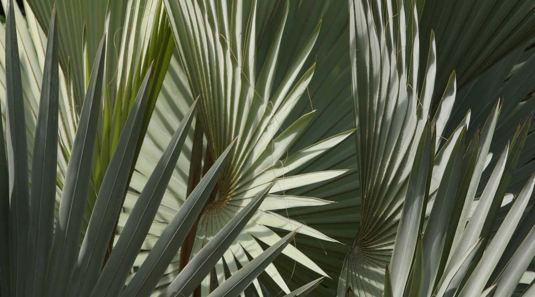 Las toxinas ocultas de las plantas: lo que nadie te cuenta