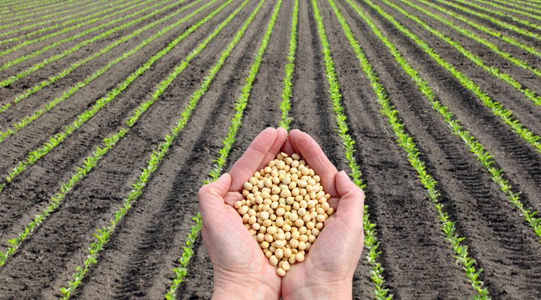 ¿Qué pasó cuando llegó la agricultura? ¿Qué pasó cuando llegó la agricultura?